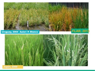 Caracterización de germoplasma frente a limitantes específicas de las zonas arroceras tropical y templada de américa latina