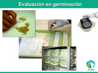 Caracterización de germoplasma frente a limitantes específicas de las zonas arroceras tropical y templada de américa latina