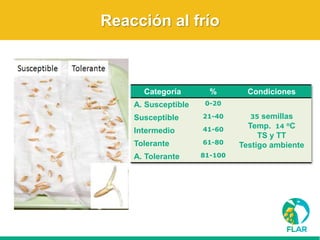 Caracterización de germoplasma frente a limitantes específicas de las zonas arroceras tropical y templada de américa latina