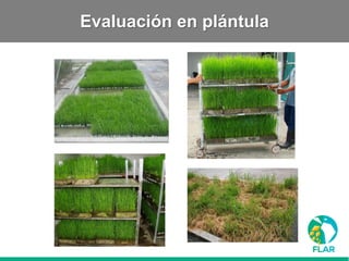 Caracterización de germoplasma frente a limitantes específicas de las zonas arroceras tropical y templada de américa latina
