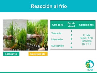 Caracterización de germoplasma frente a limitantes específicas de las zonas arroceras tropical y templada de américa latina