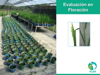 Caracterización de germoplasma frente a limitantes específicas de las zonas arroceras tropical y templada de américa latina