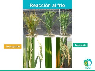 Caracterización de germoplasma frente a limitantes específicas de las zonas arroceras tropical y templada de américa latina