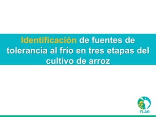 Caracterización de germoplasma frente a limitantes específicas de las zonas arroceras tropical y templada de américa latina