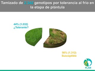 Caracterización de germoplasma frente a limitantes específicas de las zonas arroceras tropical y templada de américa latina