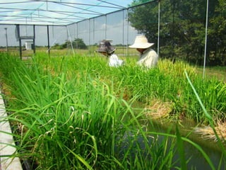Caracterización de germoplasma frente a limitantes específicas de las zonas arroceras tropical y templada de américa latina