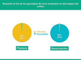 Caracterización de germoplasma frente a limitantes específicas de las zonas arroceras tropical y templada de américa latina