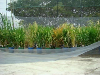 Caracterización de germoplasma frente a limitantes específicas de las zonas arroceras tropical y templada de américa latina