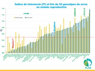 Caracterización de germoplasma frente a limitantes específicas de las zonas arroceras tropical y templada de américa latina