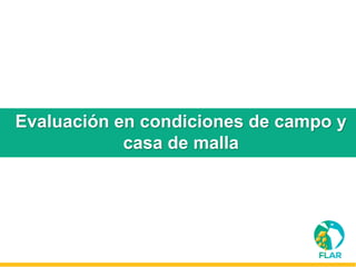 Caracterización de germoplasma frente a limitantes específicas de las zonas arroceras tropical y templada de américa latina