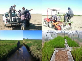 Caracterización de germoplasma frente a limitantes específicas de las zonas arroceras tropical y templada de américa latina