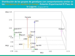 Caracterización de germoplasma frente a limitantes específicas de las zonas arroceras tropical y templada de américa latina