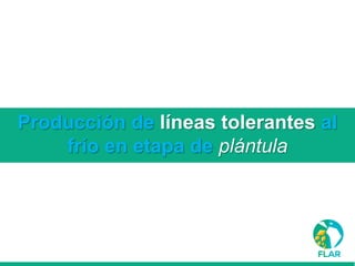 Caracterización de germoplasma frente a limitantes específicas de las zonas arroceras tropical y templada de américa latina