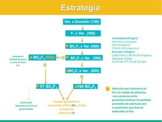 Caracterización de germoplasma frente a limitantes específicas de las zonas arroceras tropical y templada de américa latina
