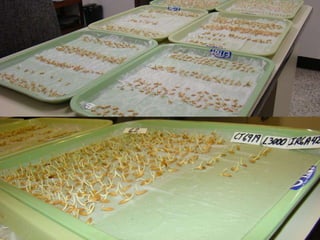 Caracterización de germoplasma frente a limitantes específicas de las zonas arroceras tropical y templada de américa latina