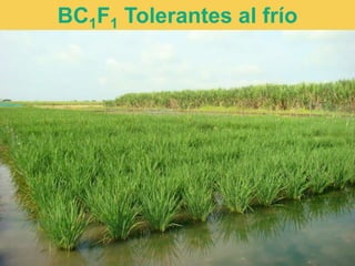 Caracterización de germoplasma frente a limitantes específicas de las zonas arroceras tropical y templada de américa latina