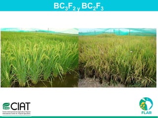 Caracterización de germoplasma frente a limitantes específicas de las zonas arroceras tropical y templada de américa latina