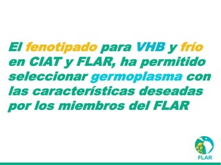 Caracterización de germoplasma frente a limitantes específicas de las zonas arroceras tropical y templada de américa latina