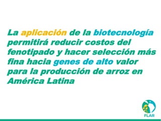 Caracterización de germoplasma frente a limitantes específicas de las zonas arroceras tropical y templada de américa latina
