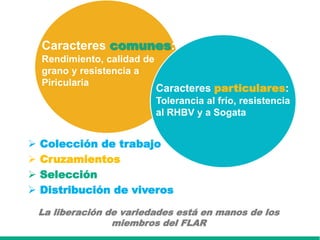 Caracterización de germoplasma frente a limitantes específicas de las zonas arroceras tropical y templada de américa latina