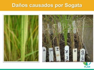 Caracterización de germoplasma frente a limitantes específicas de las zonas arroceras tropical y templada de américa latina