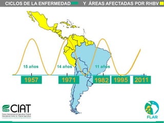 Caracterización de germoplasma frente a limitantes específicas de las zonas arroceras tropical y templada de américa latina
