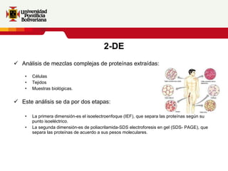 2-DE Análisis de mezclas complejas de proteínas extraídas: Células Tejidos Muestras biológicas. Este análisis se da por dos etapas: La primera dimensión-es el isoelectroenfoque (IEF), que separa las proteínas según su punto isoeléctrico. La segunda dimensión-es de poliacrilamida-SDS electroforesis en gel (SDS- PAGE), que separa las proteínas de acuerdo a sus pesos moleculares. 