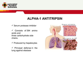 ALPHA-1 ANTITRIPSIN Serum protease inhibitor Consists of 394 amino acids and three carbohydrate side chains. Produced by hepatocytes Principal defense in the lung against elastase 