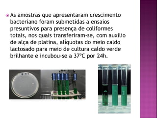  Asamostras que apresentaram crescimento
 bacteriano foram submetidas a ensaios
 presuntivos para presença de coliformes
 totais, nos quais transferiram-se, com auxilio
 de alça de platina, alíquotas do meio caldo
 lactosado para meio de cultura caldo verde
 brilhante e incubou-se a 37ºC por 24h.
 
