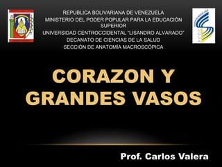 REPUBLICA BOLIVARIANA DE VENEZUELA 
MINISTERIO DEL PODER POPULAR PARA LA EDUCACIÓN 
SUPERIOR 
UNIVERSIDAD CENTROCCIDENTAL “LISANDRO ALVARADO” 
DECANATO DE CIENCIAS DE LA SALUD 
SECCIÓN DE ANATOMÍA MACROSCÓPICA 
CORAZON Y 
GRANDES VASOS 
Prof. Carlos Valera 
 
