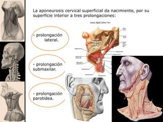 La aponeurosis cervical superficial da nacimiento, por su
superficie interior a tres prolongaciones:
- prolongación
lateral.
- prolongación
submaxilar.
- prolongación
parotidea.
 