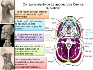 Comportamiento de La aponeurosis Cervical
Superficial:
- En la región cervical anterior
cubre por delante la región
infrahioidea
- En la región infrahioidea,
la aponeurosis está
atravesada por la yugular
anterior
- La aponeurosis pasa de
la región infrahioidea a la
región suprahioidea
-Por encima y detrás de la
glándula submaxilar, la
aponeurosis cubre la
glándula parótida
-La aponeurosis cervical
superficial se desdobla para
envainar el
esternocleidomastoideo.
 