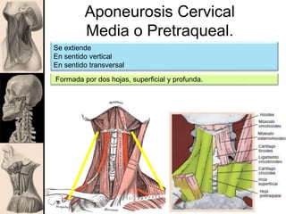 Aponeurosis Cervical
Media o Pretraqueal.
Se extiende
En sentido vertical
En sentido transversal
Formada por dos hojas, superficial y profunda.
 