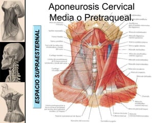 Aponeurosis Cervical
Media o Pretraqueal.
ESPACIOSUPRAESTERNAL
 