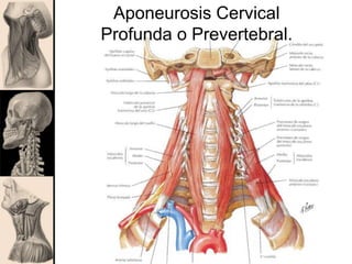 Aponeurosis Cervical
Profunda o Prevertebral.
 