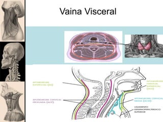 Vaina Visceral
 