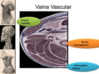 Vaina Vascular
Arteria
carótida
Vena yugular
interna
Nervio
neumogástrico
 