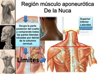 Superior
Inferior
LateralesOcupa la parte
posterior del cuello
y comprende todas
las partes blandas
situadas por detrás
de la columna
cervical.
 