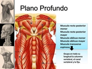 Musculo recto posterior
menor
Musculo recto posterior
mayor
Musculo oblicuo menor
Musculo oblicuo mayor
Musculo transverso
espinoso
Ocupa en toda su
longitud la columna
vertebral, el canal
vertebral y la fija.
 