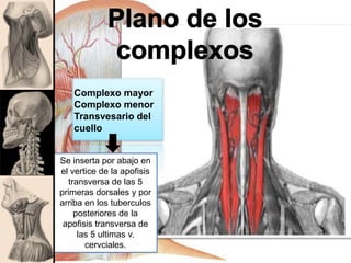 Complexo mayor
Complexo menor
Transvesario del
cuello
Se inserta por abajo en
el vertice de la apofisis
transversa de las 5
primeras dorsales y por
arriba en los tuberculos
posteriores de la
apofisis transversa de
las 5 ultimas v.
cervciales.
 