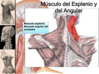 Musculo esplenio
Musculo angular del
omoplato
 