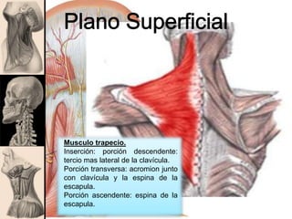 Musculo trapecio.
Inserción: porción descendente:
tercio mas lateral de la clavícula.
Porción transversa: acromion junto
con clavícula y la espina de la
escapula.
Porción ascendente: espina de la
escapula.
 
