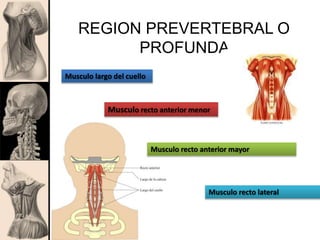 REGION PREVERTEBRAL O
PROFUNDA
Musculo largo del cuello
Musculo recto anterior menor
Musculo recto anterior mayor
Musculo recto lateral
 