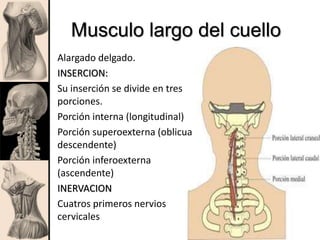 Musculo largo del cuello
Alargado delgado.
INSERCION:
Su inserción se divide en tres
porciones.
Porción interna (longitudinal)
Porción superoexterna (oblicua
descendente)
Porción inferoexterna
(ascendente)
INERVACION
Cuatros primeros nervios
cervicales
 