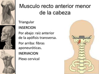Musculo recto anterior menor
de la cabeza
Triangular
INSERCION
Por abajo: raíz anterior
de la apófisis transversa.
Por arriba: fibras
aponeuróticas.
INERVACION
Plexo cervical
 