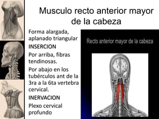Musculo recto anterior mayor
de la cabeza
Forma alargada,
aplanado triangular
INSERCION
Por arriba, fibras
tendinosas.
Por abajo en los
tubérculos ant de la
3ra a la 6ta vertebra
cervical.
INERVACION
Plexo cervical
profundo
 