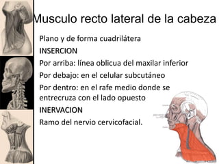 Musculo recto lateral de la cabeza
Plano y de forma cuadrilátera
INSERCION
Por arriba: línea oblicua del maxilar inferior
Por debajo: en el celular subcutáneo
Por dentro: en el rafe medio donde se
entrecruza con el lado opuesto
INERVACION
Ramo del nervio cervicofacial.
 