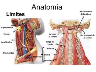 Infrahioideo
Suprahioideo
Omohioideo
Hioides
Anterior
Posterior
Medio
Anatomía
Límites
Largo de
la cabeza
Largo del
cuello
Recto anterior
de la cabeza
Recto lateral de
la cabeza
Escalenos
 