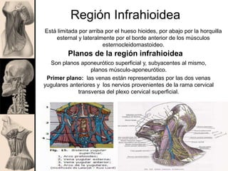 Planos de la región infrahioidea
Son planos aponeurótico superficial y, subyacentes al mismo,
planos músculo-aponeurótico.
Primer plano: las venas están representadas por las dos venas
yugulares anteriores y los nervios provenientes de la rama cervical
transversa del plexo cervical superficial.
Región Infrahioidea
Está limitada por arriba por el hueso hioides, por abajo por la horquilla
esternal y lateralmente por el borde anterior de los músculos
esternocleidomastoideo.
 