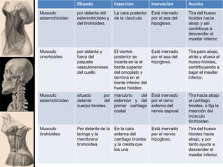 Situado Inserción Inervación Acción
Musculo
esternohioideo
por delante del
esternotiroideo y
del tirohioideo.
La cara posterior
de la clavícula
Está inervado
por el asa del
hipogloso.
Tira del hueso
hioides hacia
abajo y así
contribuye a
descender el
maxilar inferior.
Musculo
omohioideo
por delante y
fuera del
paquete
vasculonervioso
del cuello
El vientre
posterior se
inserta en la el
borde superior
del omoplato y
termina en el
borde inferior del
hueso hioideo
Está inervado
por el asa del
hipogloso.
Tira para abajo,
atrás y afuera al
hueso hioides,
contribuyendo a
bajar el maxilar
inferior.
Musculo
esternotiroideo
situado por
delante del
cuerpo tiroides.
manubrio del
esternón y del
primer cartílago
costal
Está inervado
por el ramo
externo del
nervio espinal.
Tira hacia abajo
al cartílago
tiroides, o fija la
inserción del
músculo
tirohioideo
Musculo
tirohioideo
Por delante de la
laringe y la
membrana
tirohioidea
En la cara
externa del
cartílago tiroides
y la cresta que
los une
Está inervado
por el nervio
hipogloso.
Tira del hueso
hioides hacia
abajo, y por
tanto ayuda a
descender el
maxilar inferior.
 
